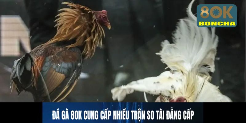 Đá gà 8OK cung cấp nhiều trận so tài đẳng cấp