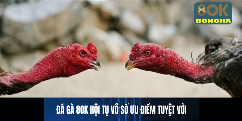 Đá gà 8OK hội tụ vô số ưu điểm tuyệt vời