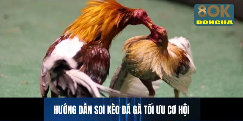 Hướng dẫn cách soi kèo đá gà tối ưu cơ hội